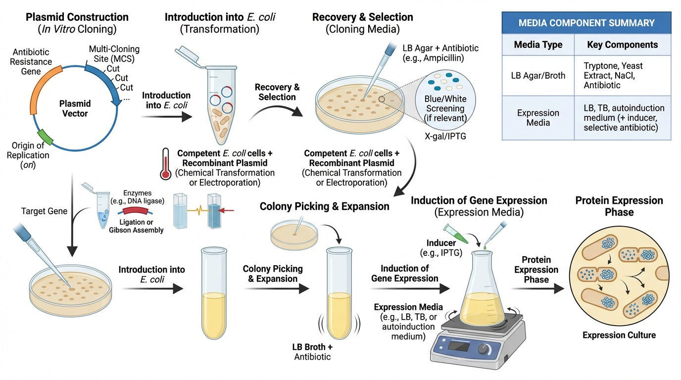 E. coli Cloning Media Bundles | Australian Made | AuSaMicS